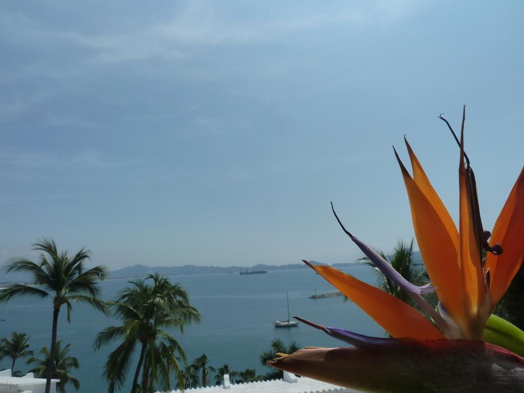 Dolphin Cove Inn Manzanillo Exteriör bild